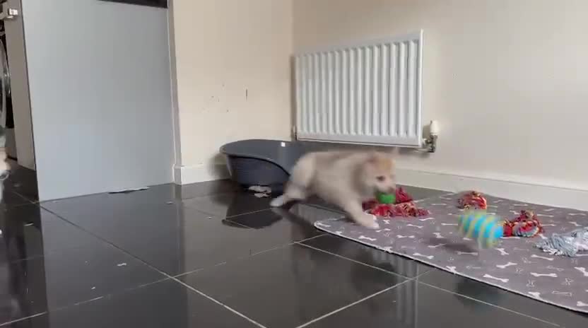 Pomsky dogs for sale: Fully vaccinated, 3 F4 Pomskies. Well socialised. - Video 1