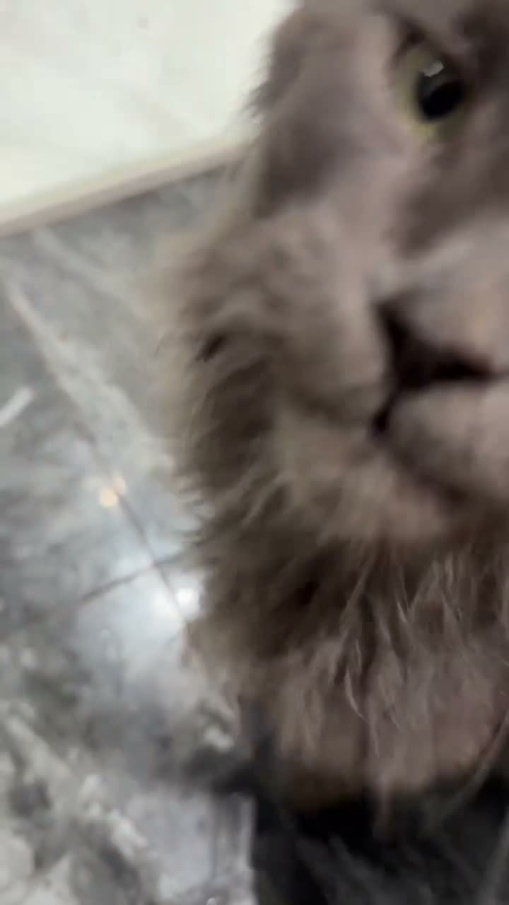 Maine Coon cats for sale: Pregnant female and male tica active/health tested - Video 1