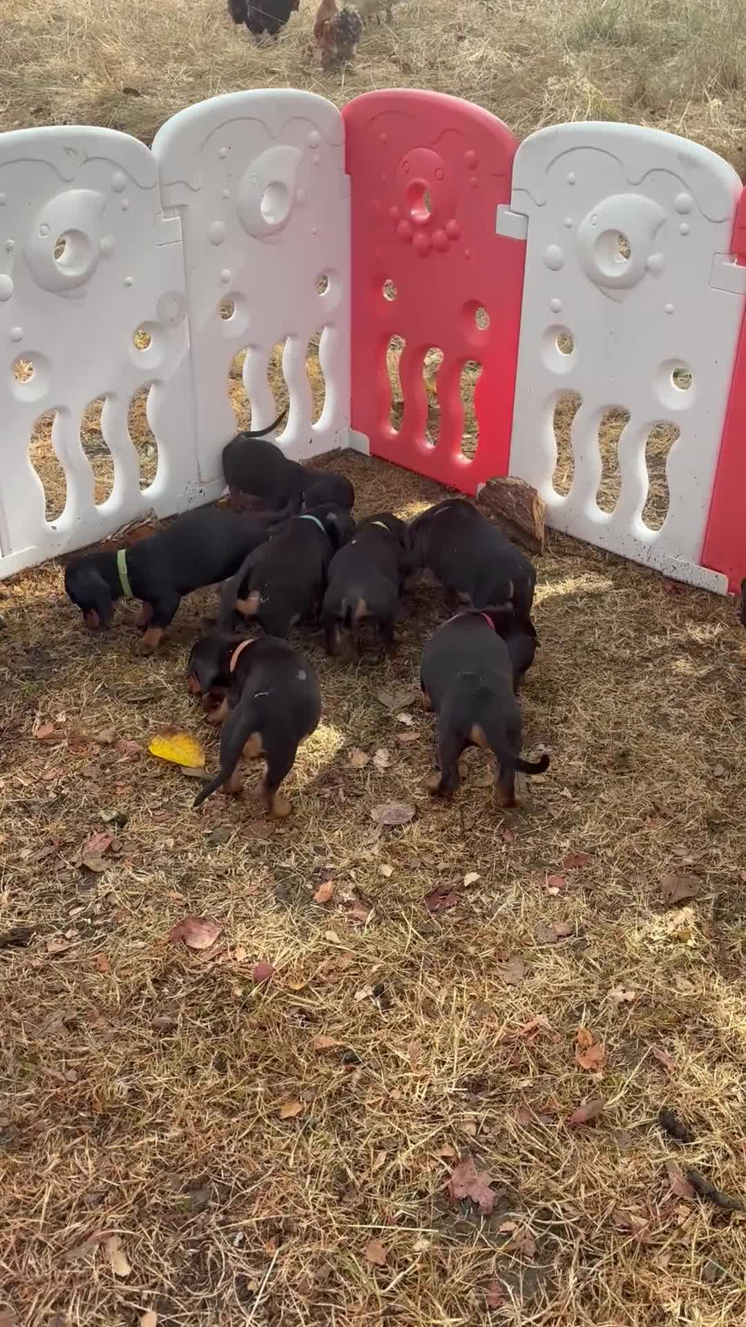 Dachshund dogs for sale: 6 Beautiful Dachshund Puppies 🐾🐶 - Video 1