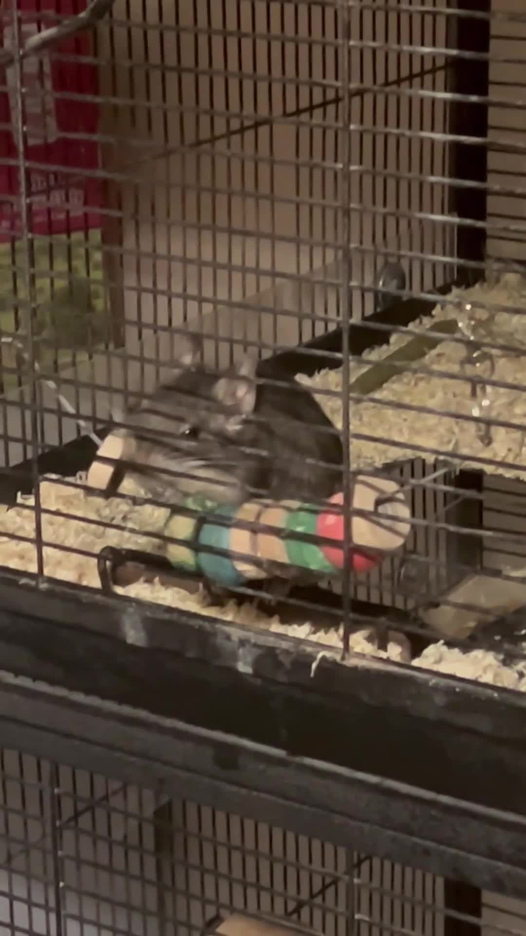 Degus rodents for sale: 2 Male Degus - Video 2