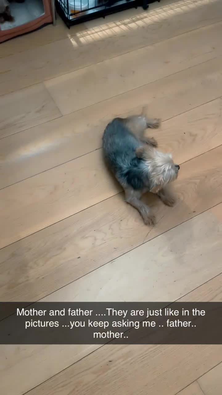 Yorkshire Terrier dogs for sale: Miniature Yorkshire terrier - Video 3