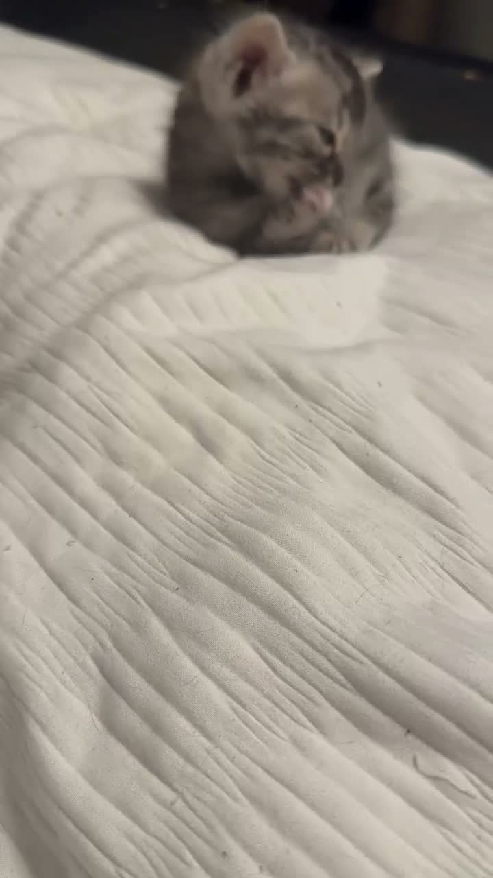 Bengal cats for sale: Stunning Silver Charcoal Bengal boy - Video 3