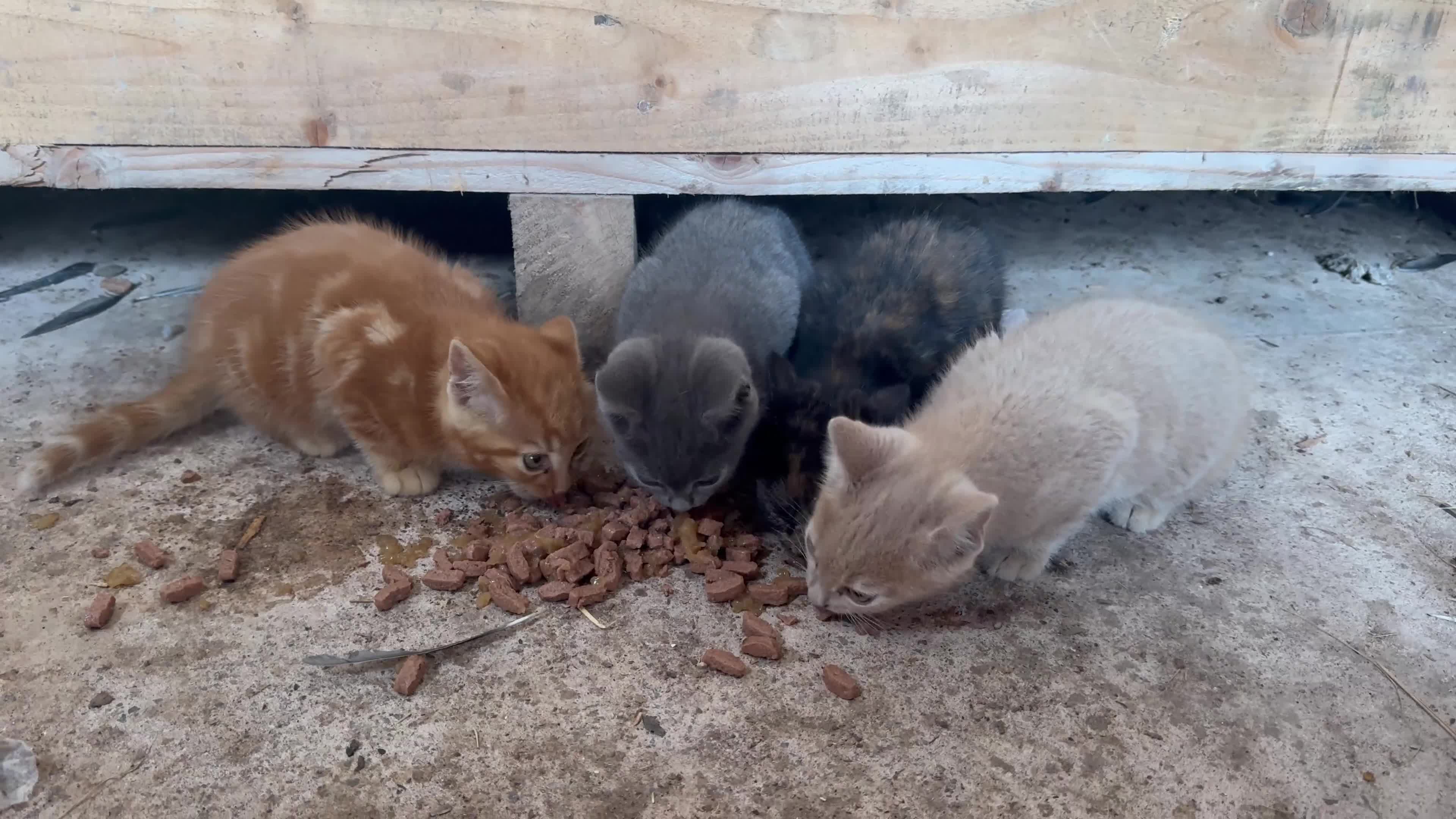 Domestic Shorthair cats for sale: Beautiful Farm Kittens - Video 1