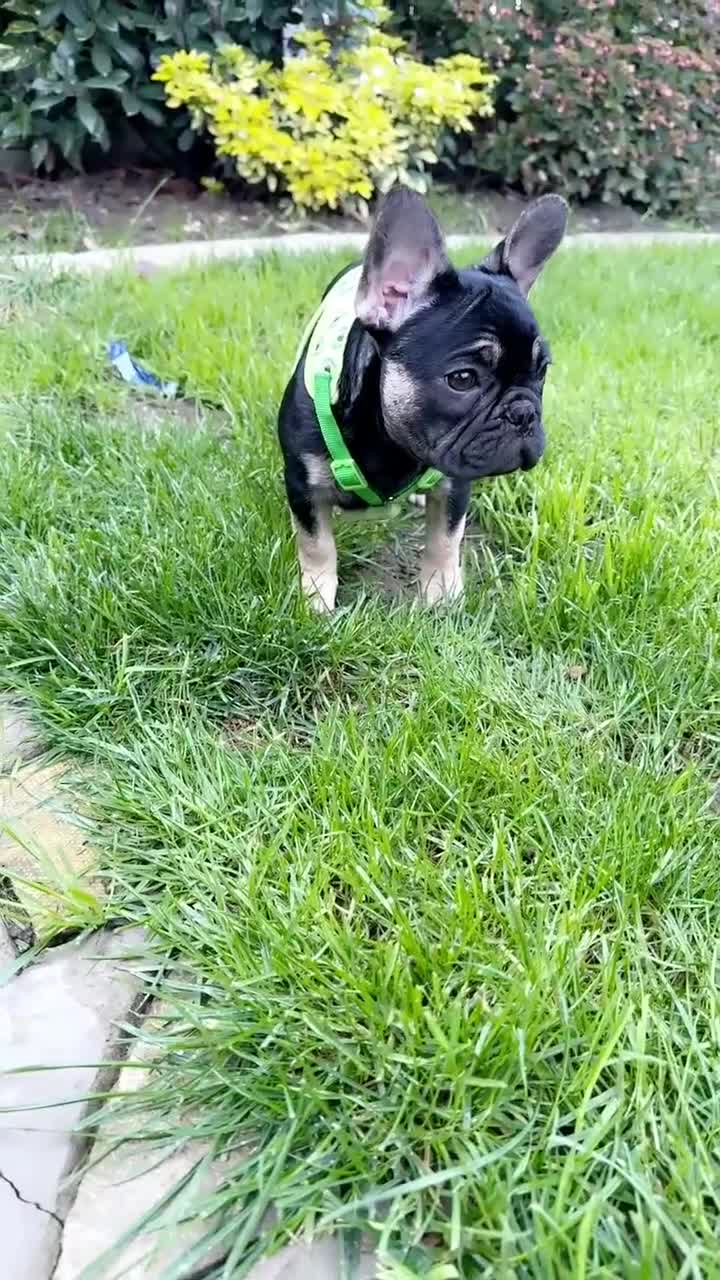 French Bulldog dogs for sale: French bulldog puppy Black and Tan  - Video 1