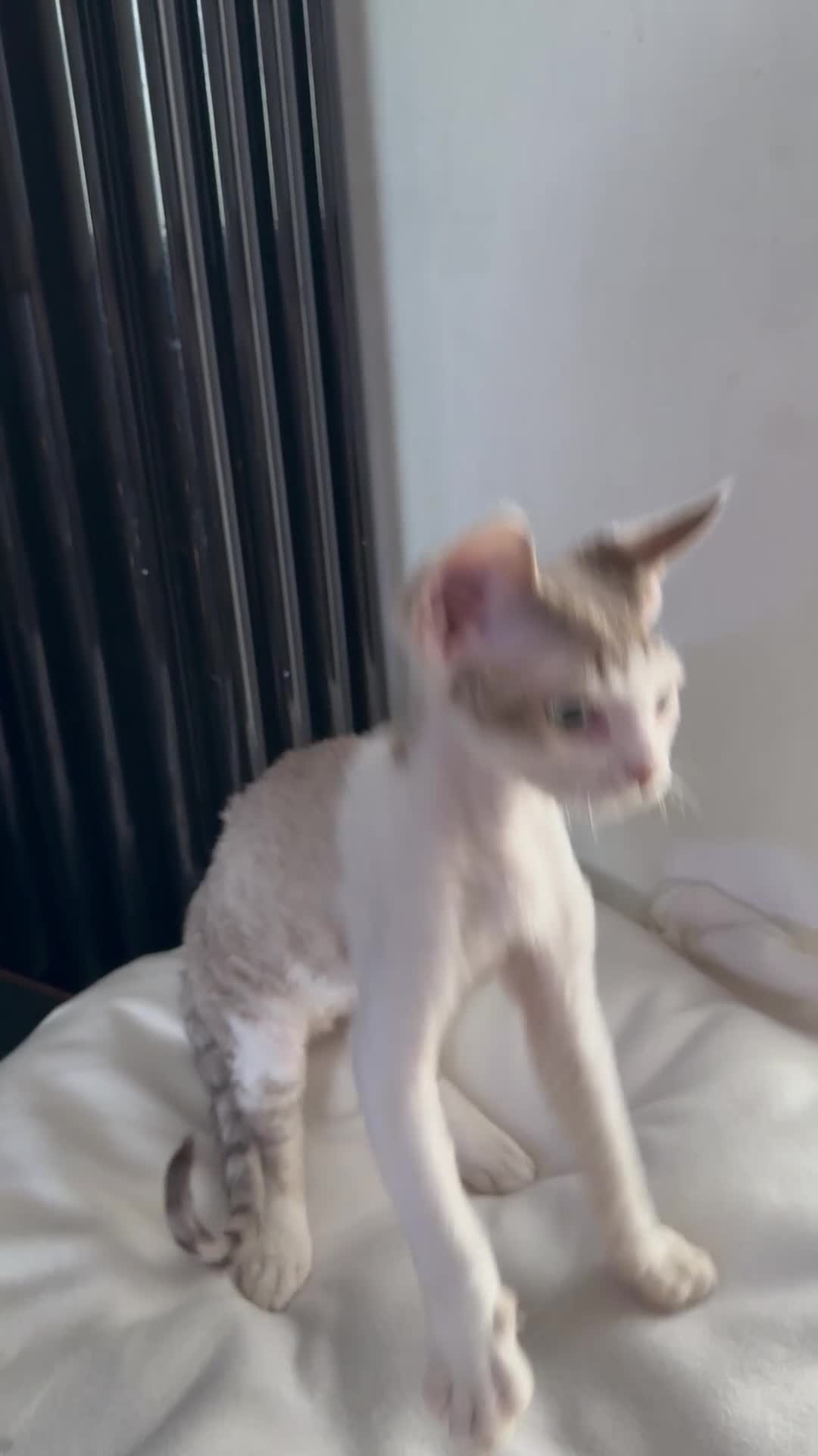 Devon Rex cats for sale: Fantastic quality GCCF boy  - Video 1