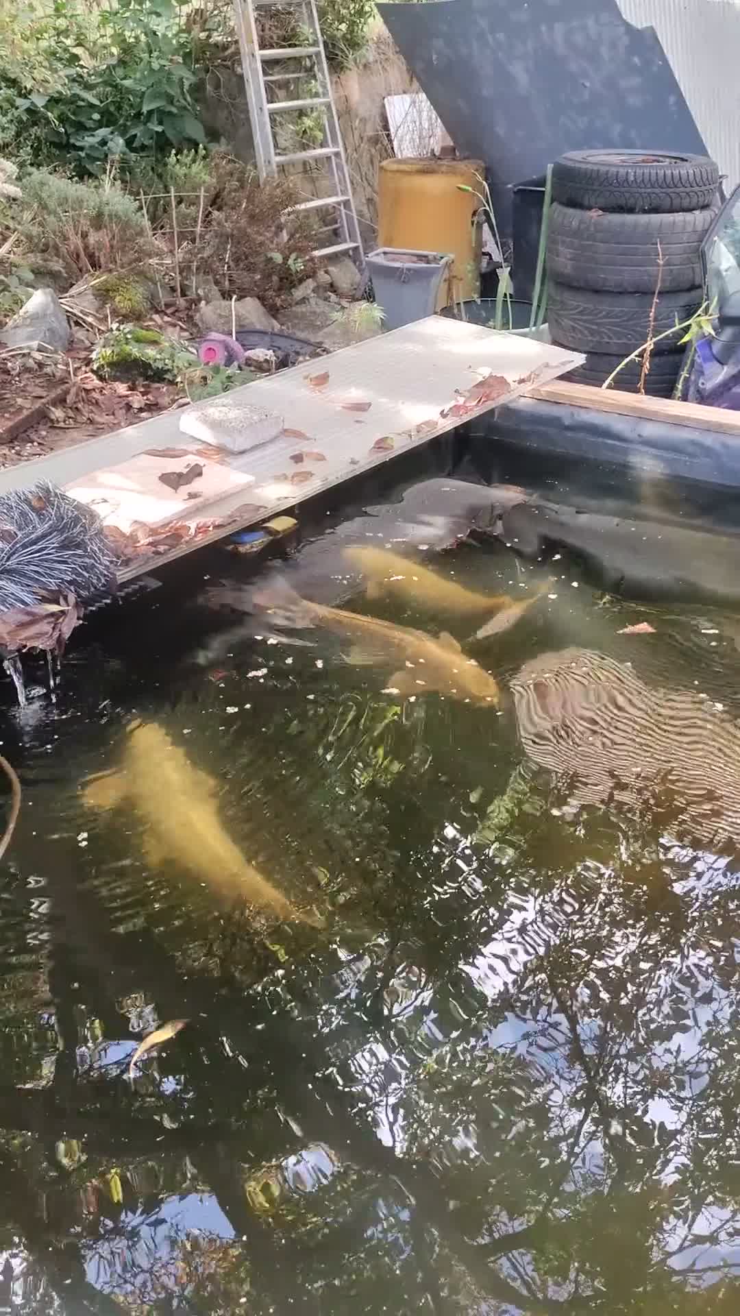 Koi Carp fish for sale: Koi carp  in Welwyn - Video 1