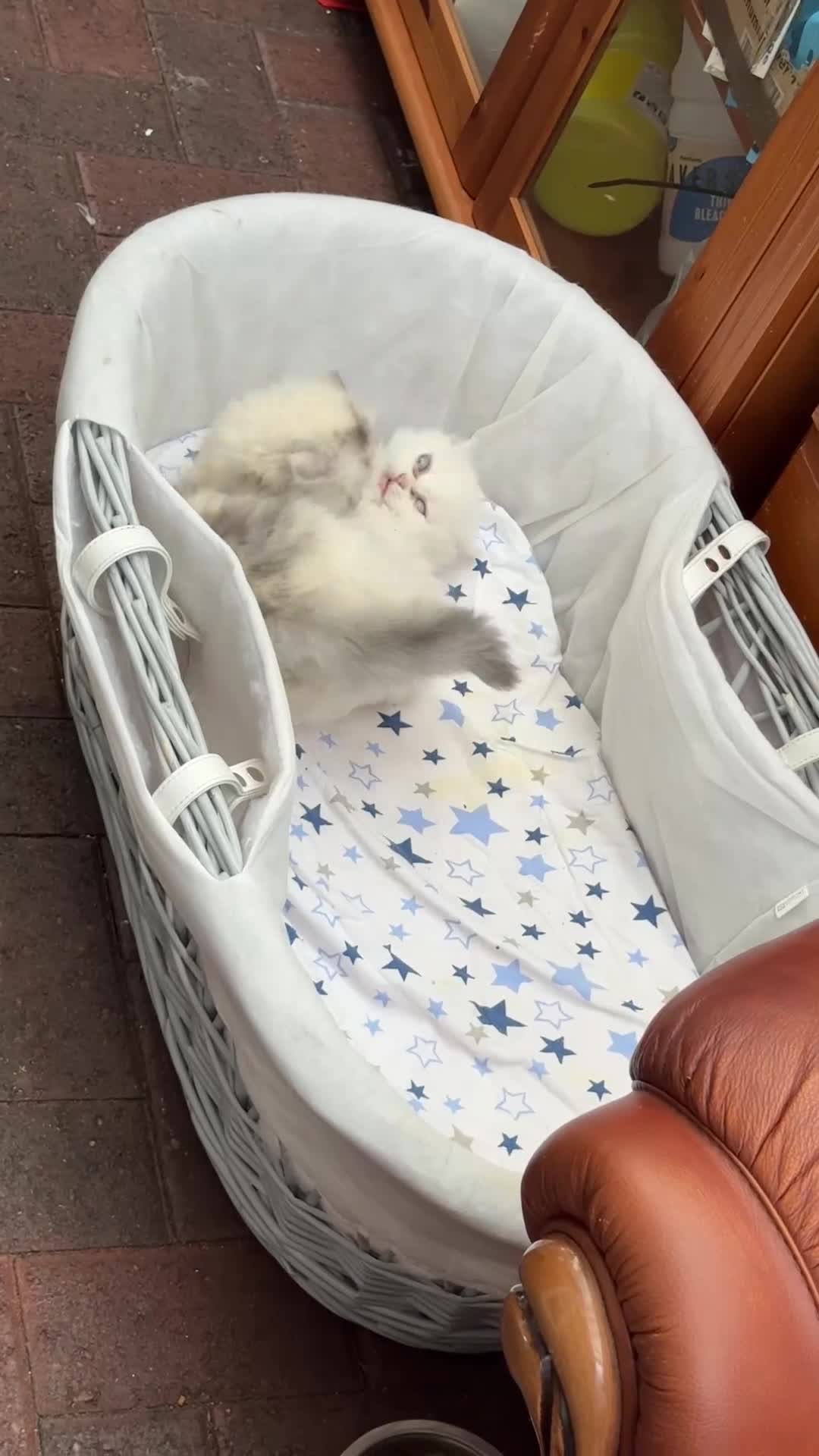 Persian cats for sale: Lovely Persian cats  - Video 1