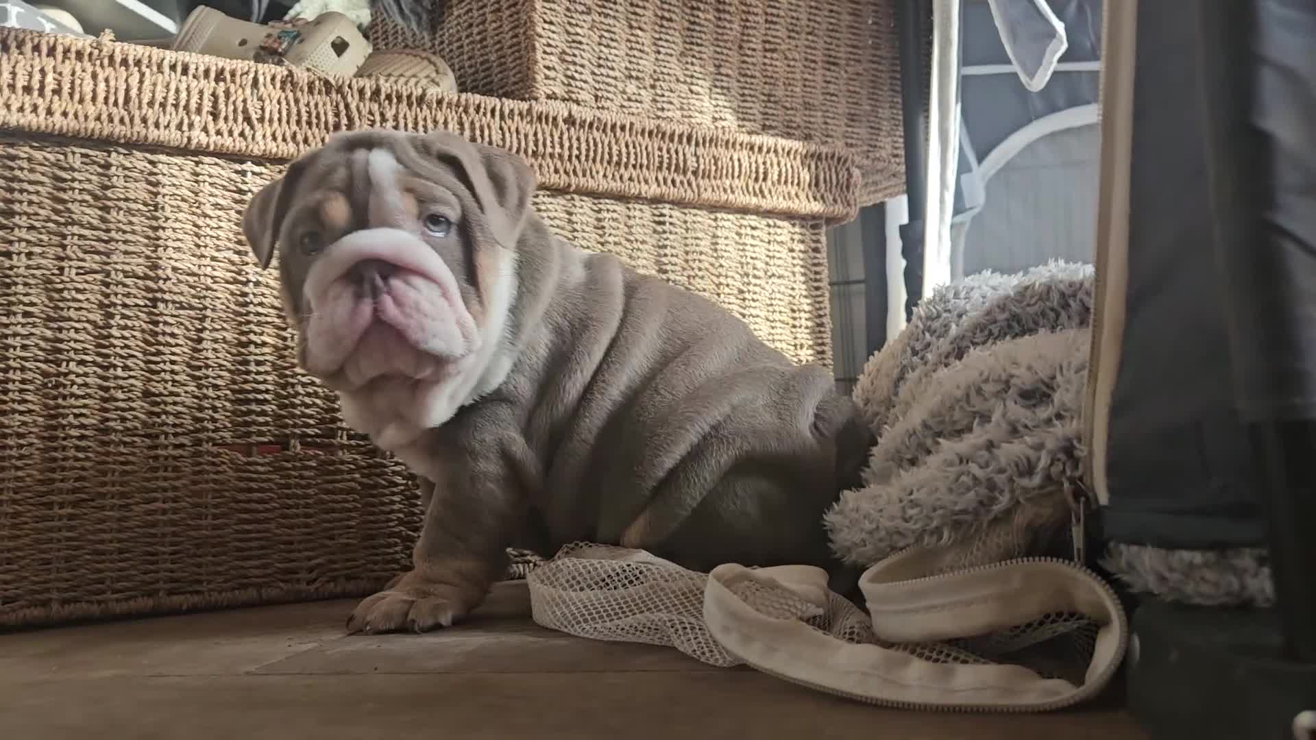 English Bulldog dogs for sale: Outstanding KC English Bulldogs, Top Quality Pups - Video 2