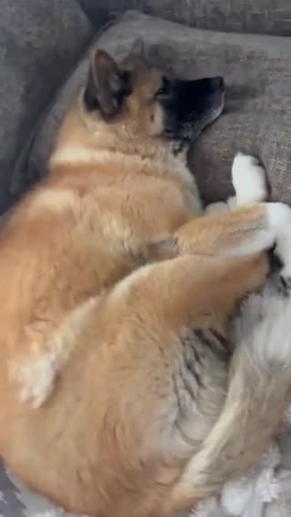 Akita dogs for sale: Akita in Leeds - Video 1