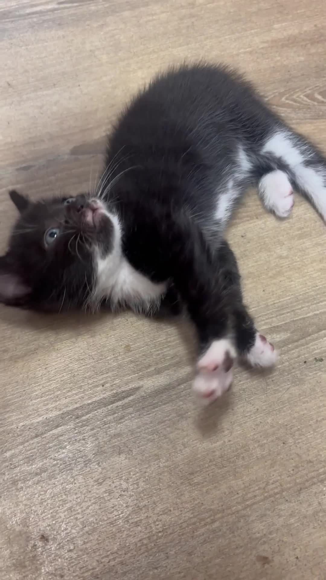 Mixed Breed cats for sale: Adorable Male Kittens Ready to Reserve - Video 3