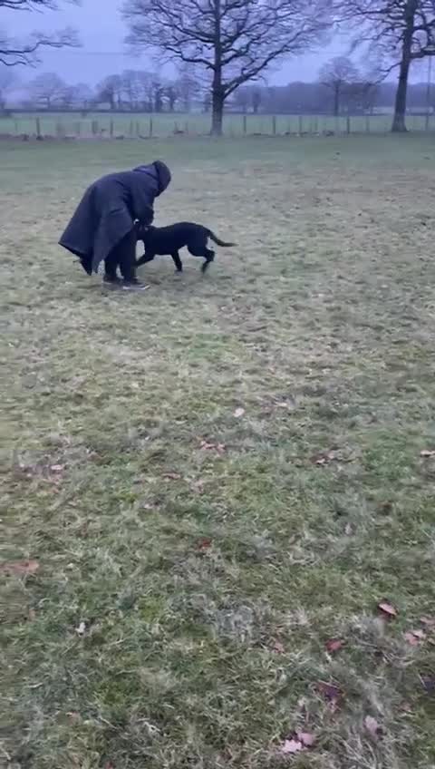 German Shepherd dogs for sale: 4 month old working line german shepherd  - Video 2