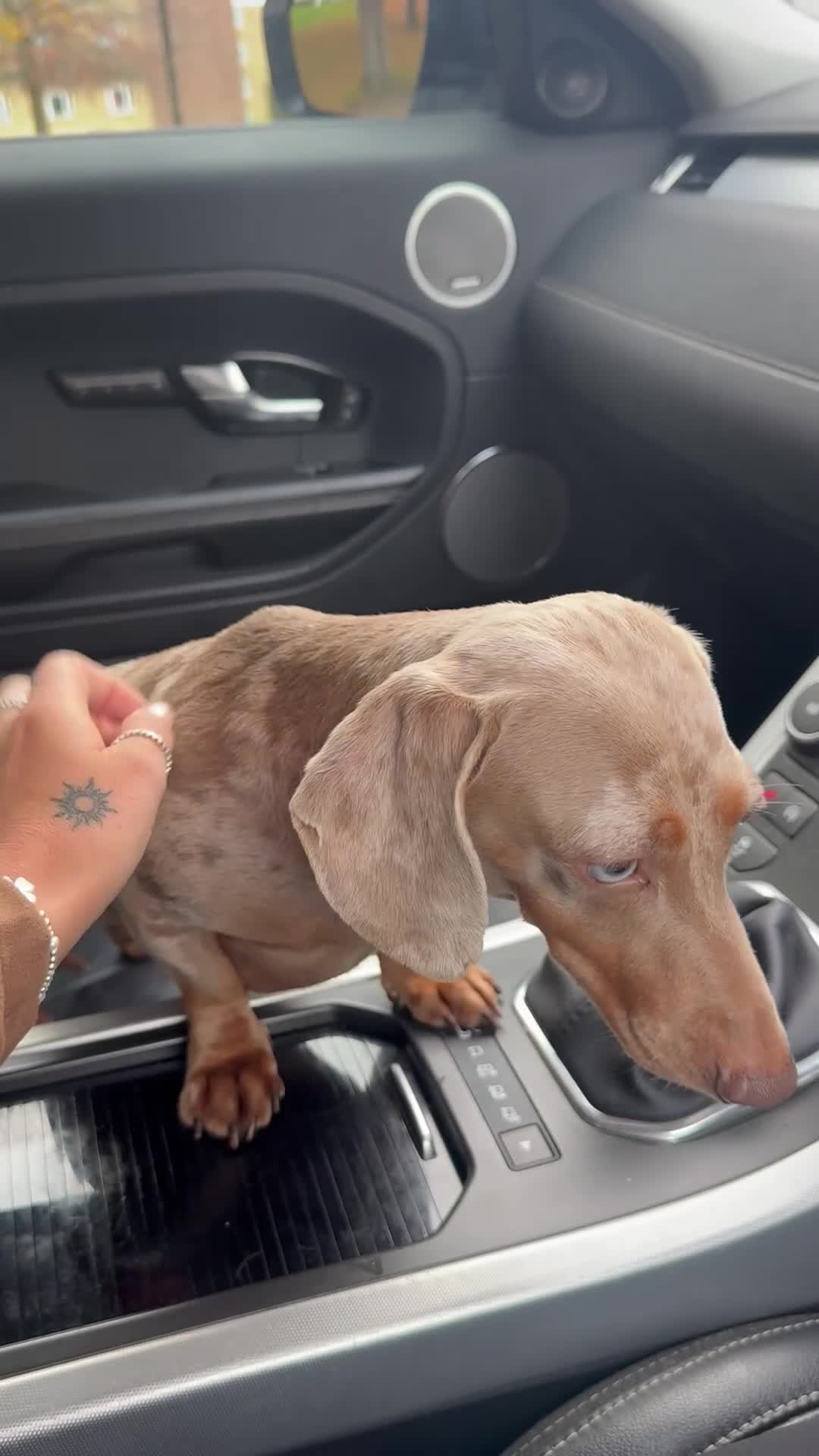 Miniature Dachshund dogs for stud: BENTLEY miniature Isabella & tan dapple dachshund  - Video 2