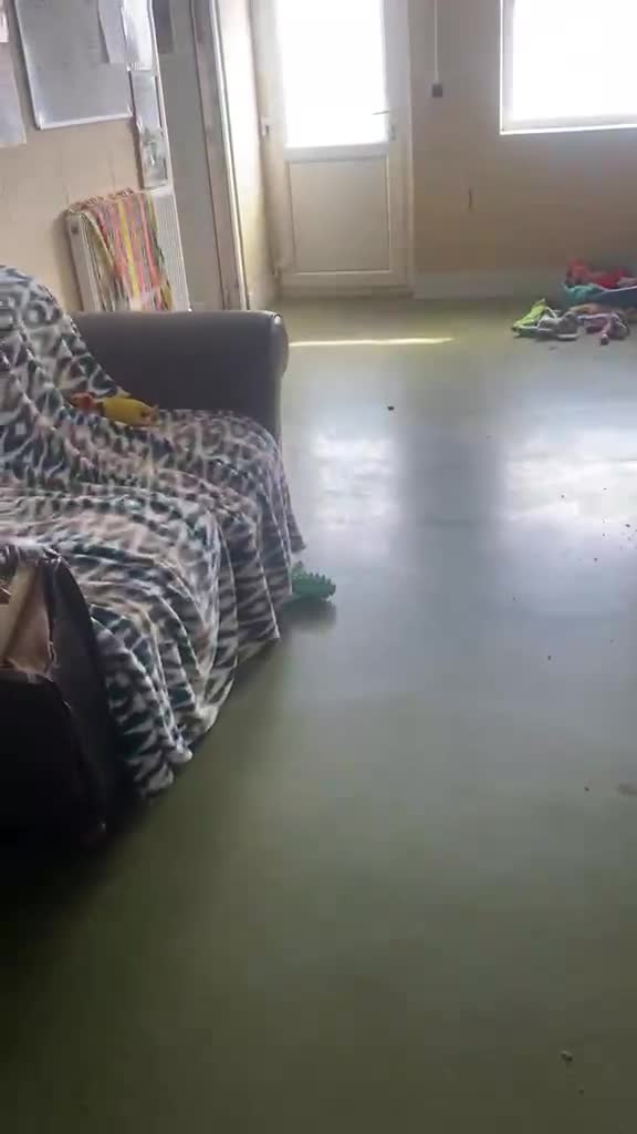 Jack Russell dogs for adoption: Jasper - Video 2