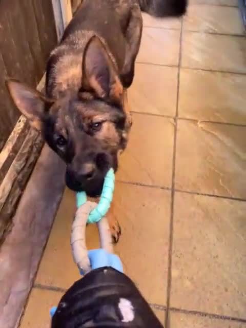 German Shepherd dogs for sale: *German Shepherd – 1 Year 6 Months Old* - Video 1
