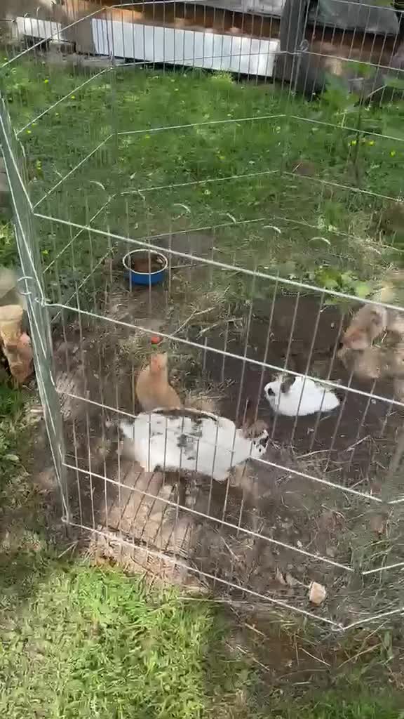 Mixed Breed rabbits for sale: Rabbits for sale in Oswestry - Video 1