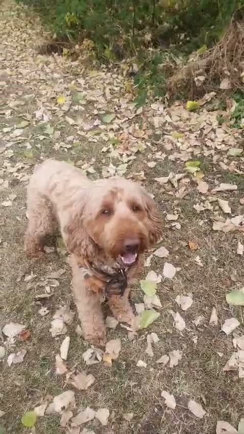 Cockapoo dogs for stud: Stunning F1 Cockapoo for stud. - Video 1