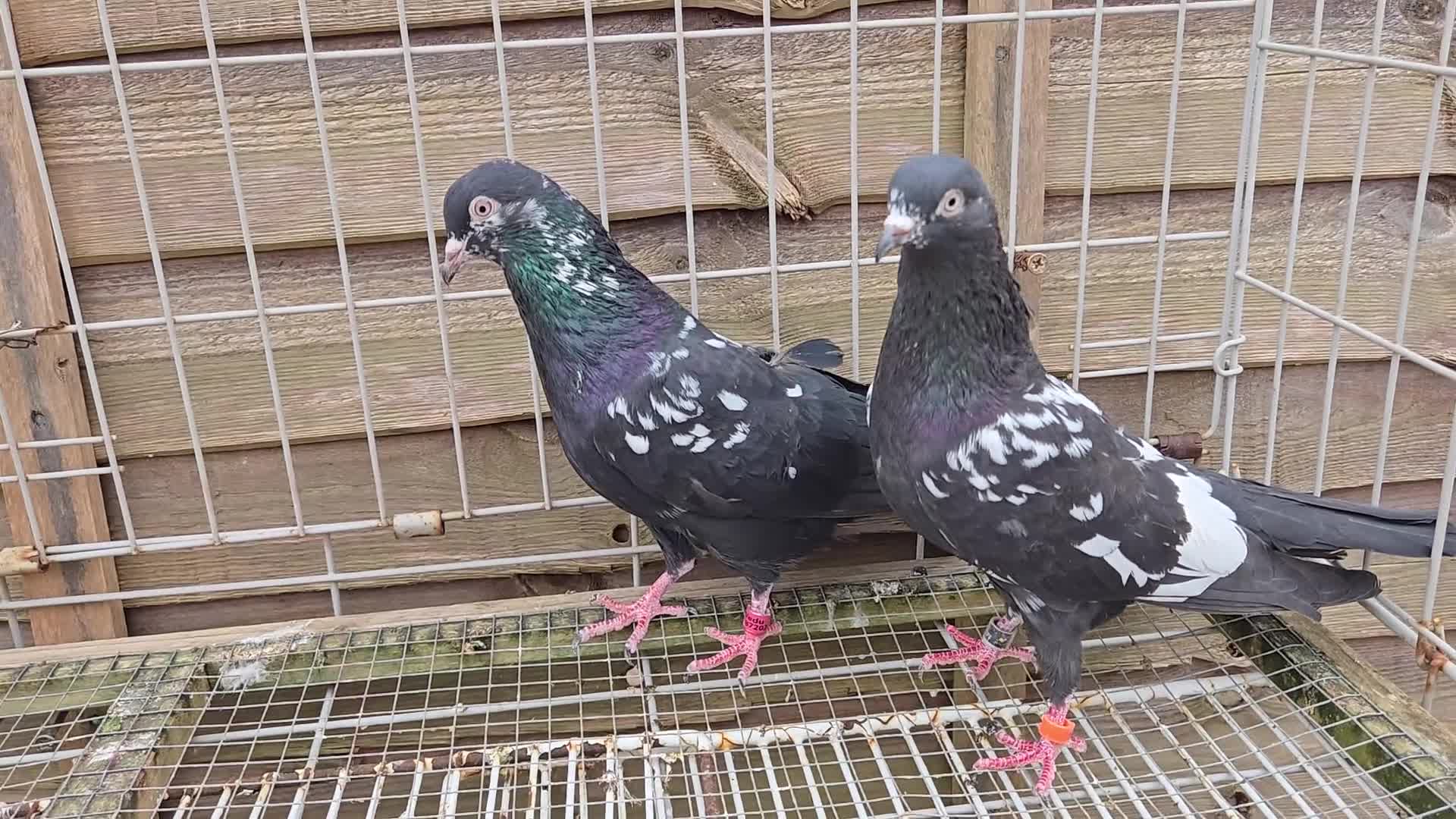 Mixed Breed birds for sale: For sale  in Greenford - Video 1