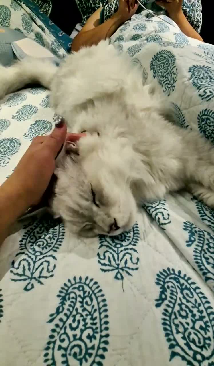 Maine Coon cats for sale: 💙 Pedigree Maine Coon Rare Shaded Affectionate  - Video 1