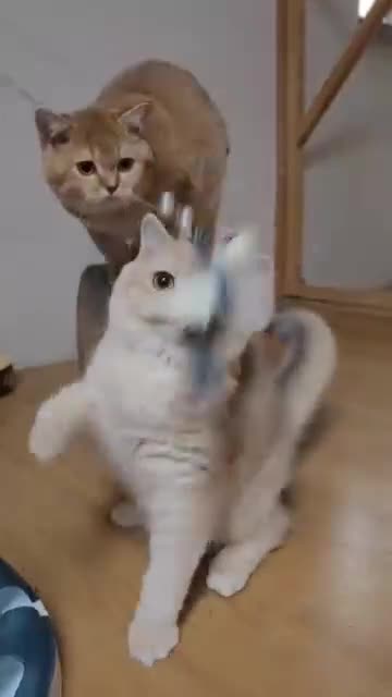 British Shorthair cats for stud: Exquisite blue golden import stud - Video 1