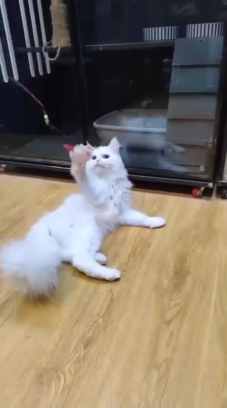 Mixed Breed cats for adoption: BLANCO - GREEN EYES -AFFECTIONATE 6M Neutered  - Video 3