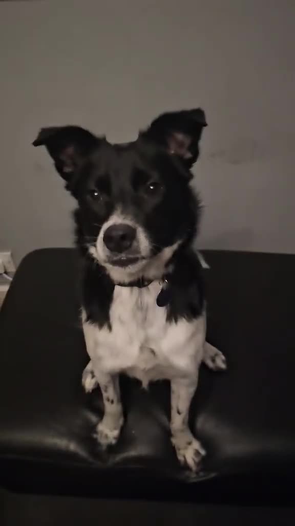 Mixed Breed dogs for adoption: Parker  - Video 1