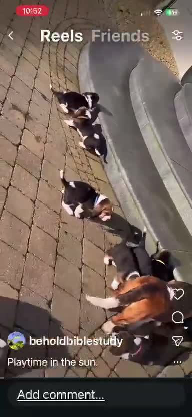 Basset Hound dogs for sale: Basset Hound Pups for sale in Ballymena - Video 1