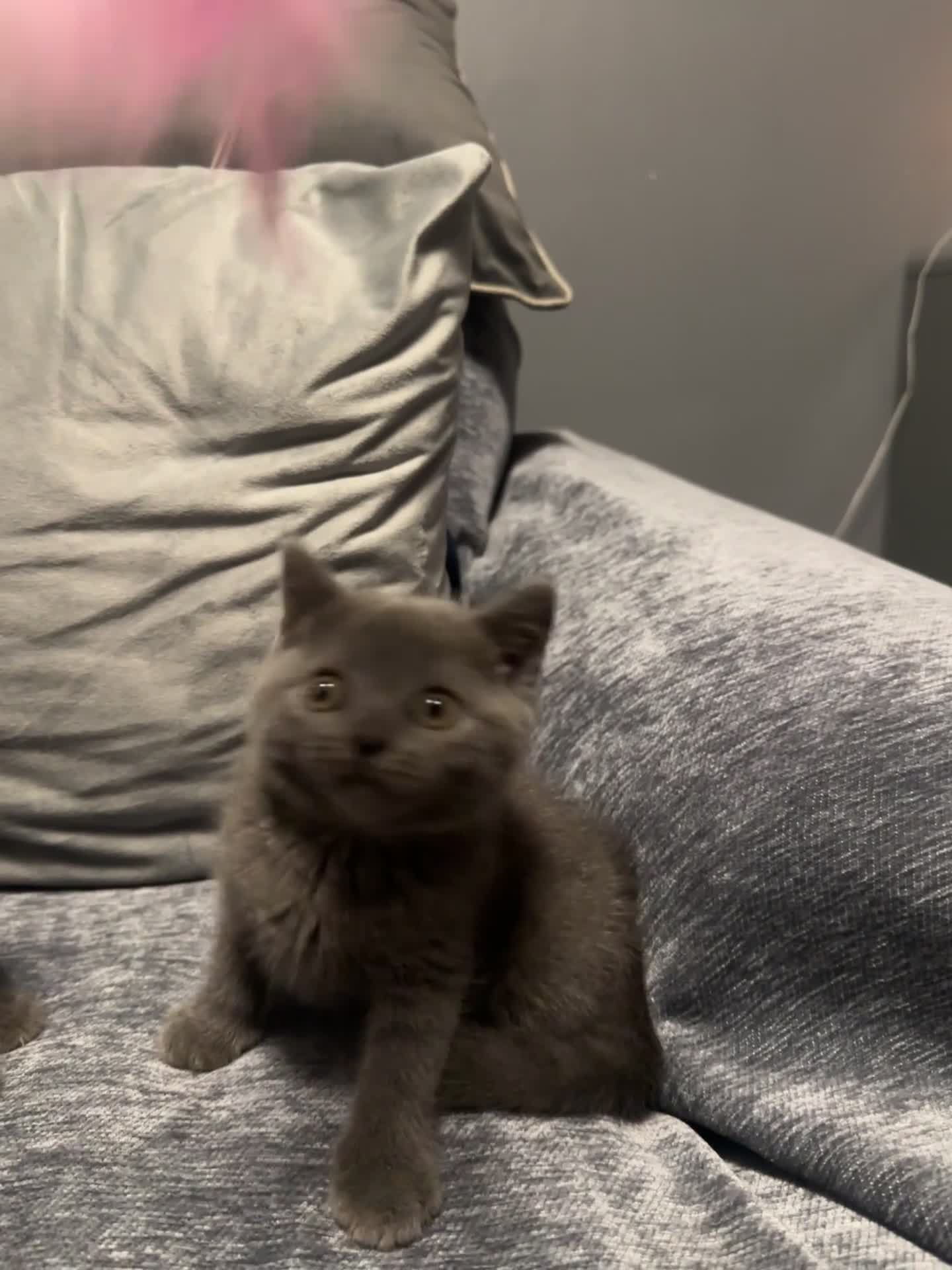 British Shorthair cats for sale: Two Beautiful British Shorthair  kittens for Sale - Video 2
