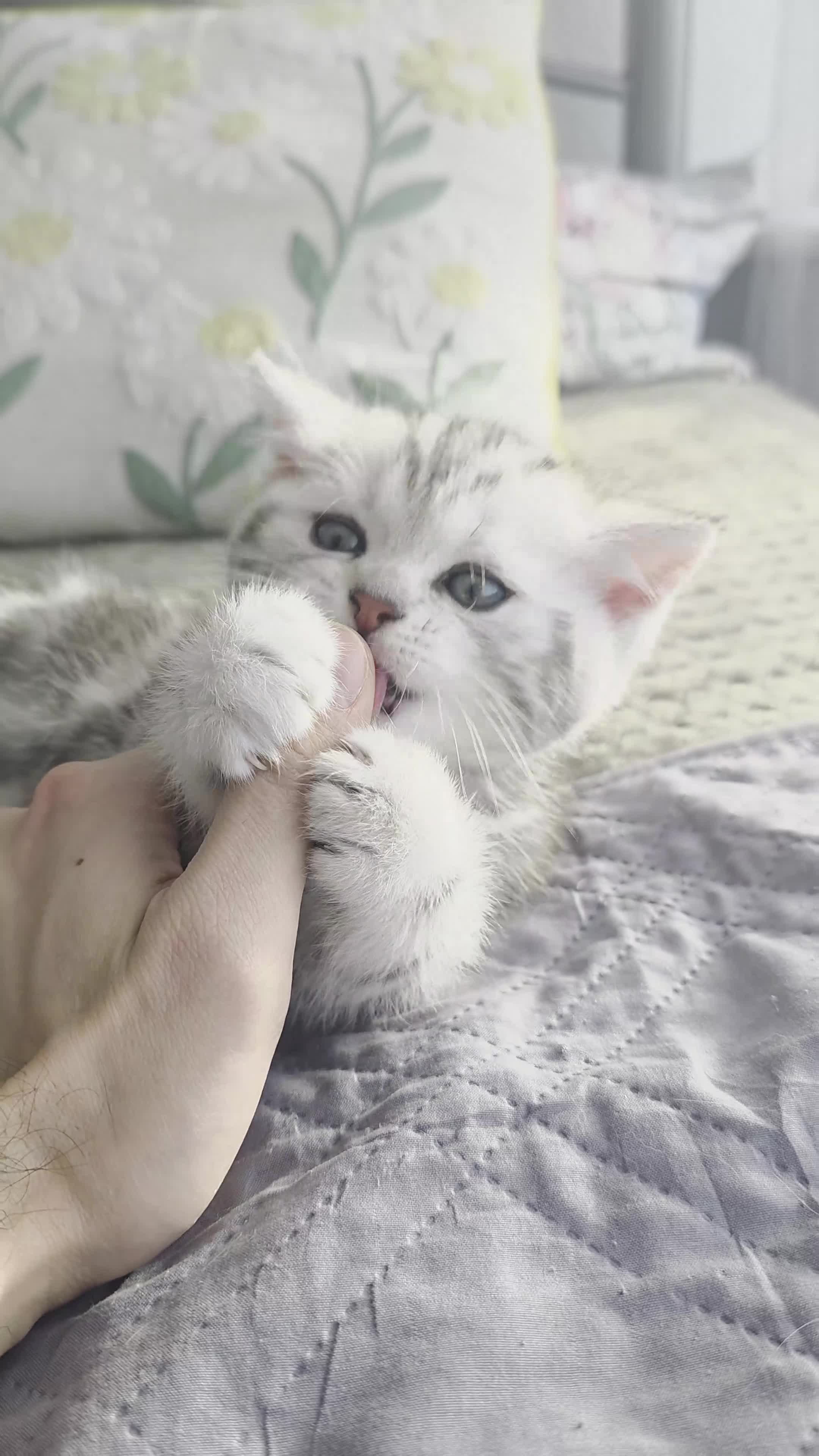 Scottish Fold cats for sale: Tabby Scottish Fold Kittens - Video 1