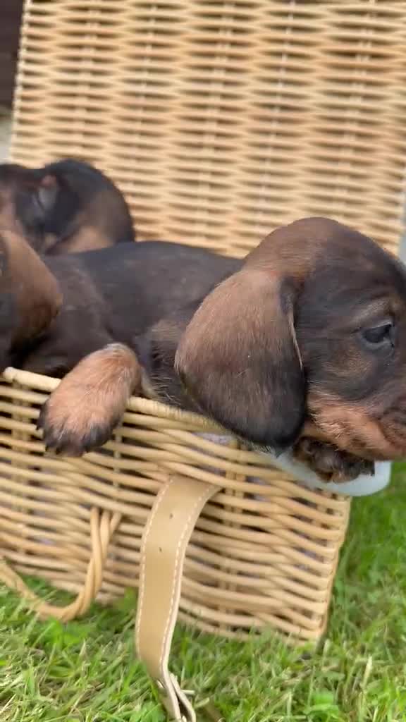 Dachshund dogs for sale: Wire Haired Dashund  - Video 2