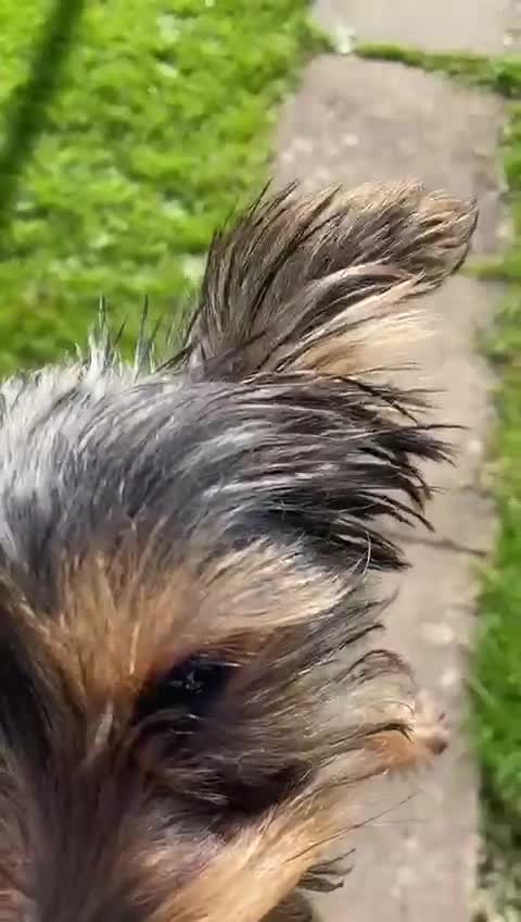 Yorkshire Terrier dogs for sale: Adorable miniature Yorkshire terrier - Video 1