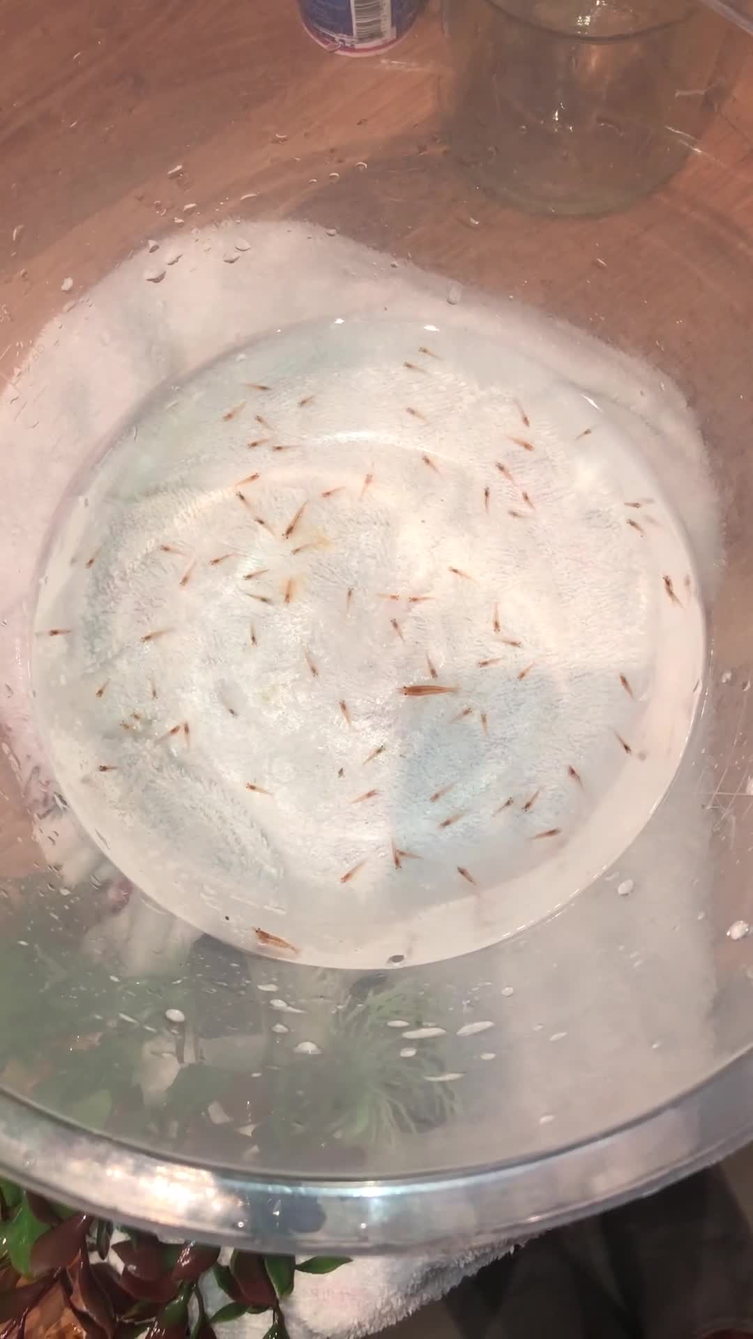 Shrimps fish for sale: Cherry Shrimp - Video 1