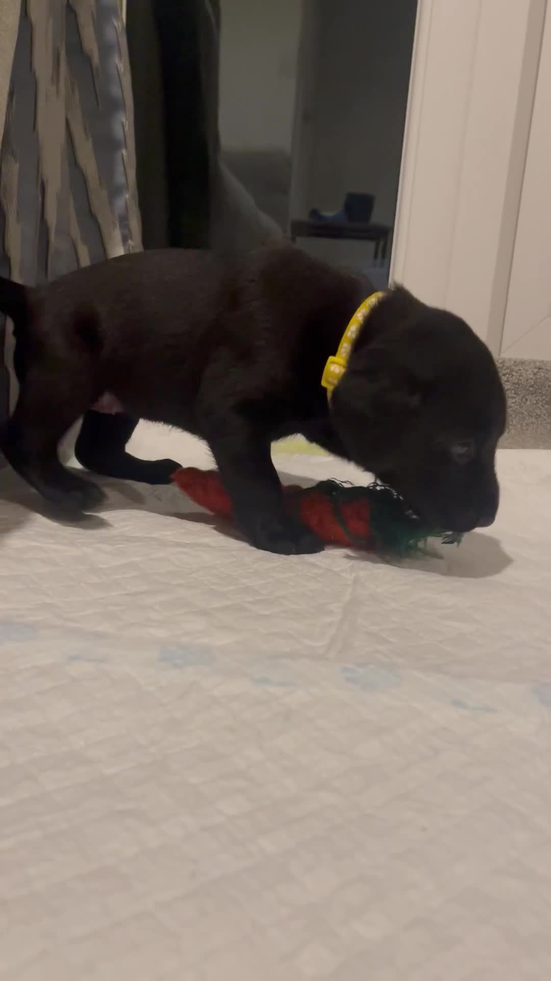 Labrador Retriever dogs for sale: Beautiful KC Black Female Pups  - Video 1