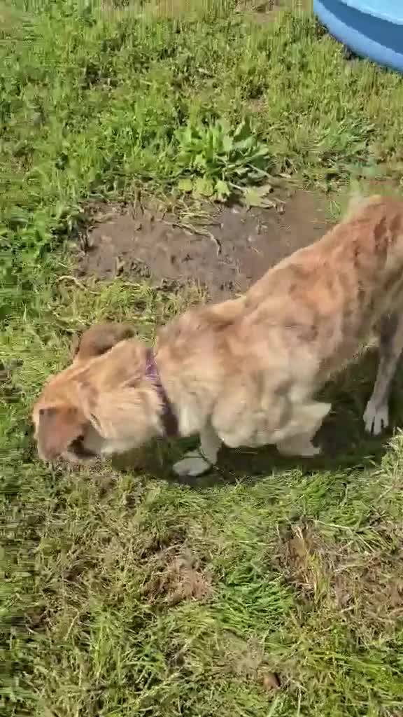 Mixed Breed dogs for adoption: 💛⭐️JESSIE - YOU GOT A FRIEND IN ME⭐️💛 - Video 1
