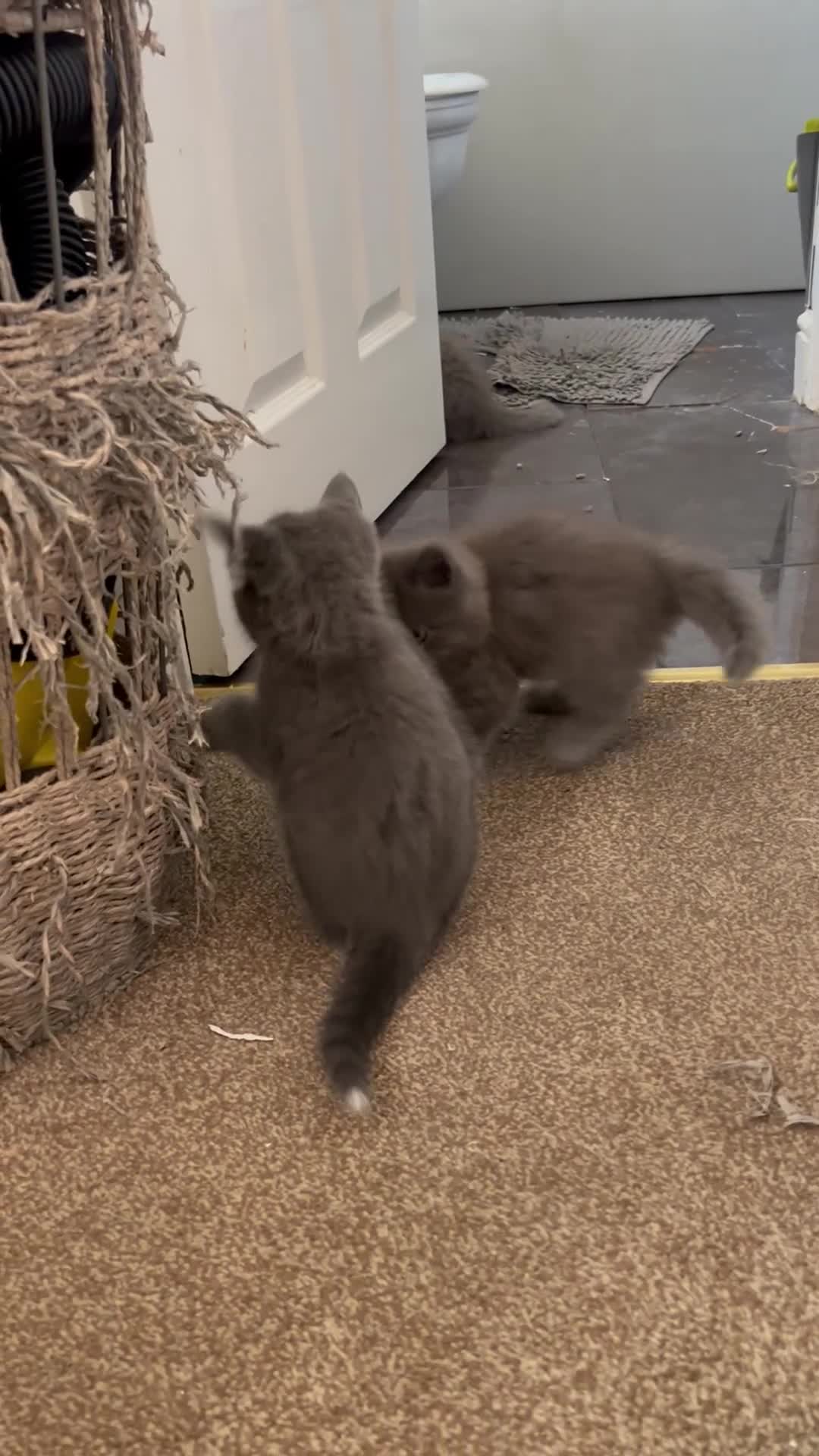 British Shorthair cats for sale: British short hair kittens - Video 2