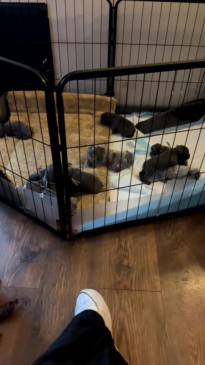 French Bulldog dogs for sale: 10 french bulldog puppies  in Romford - Video 1