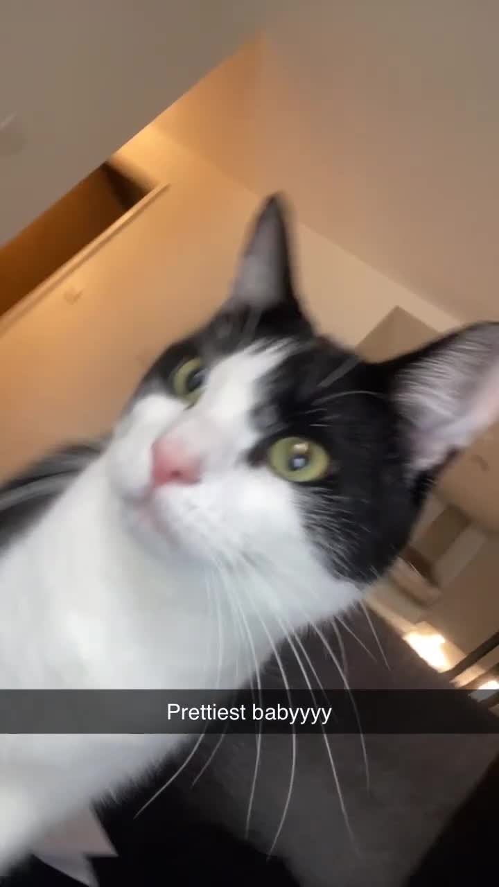 Mixed Breed cats for sale: Black and white tuxedo male  - Video 1