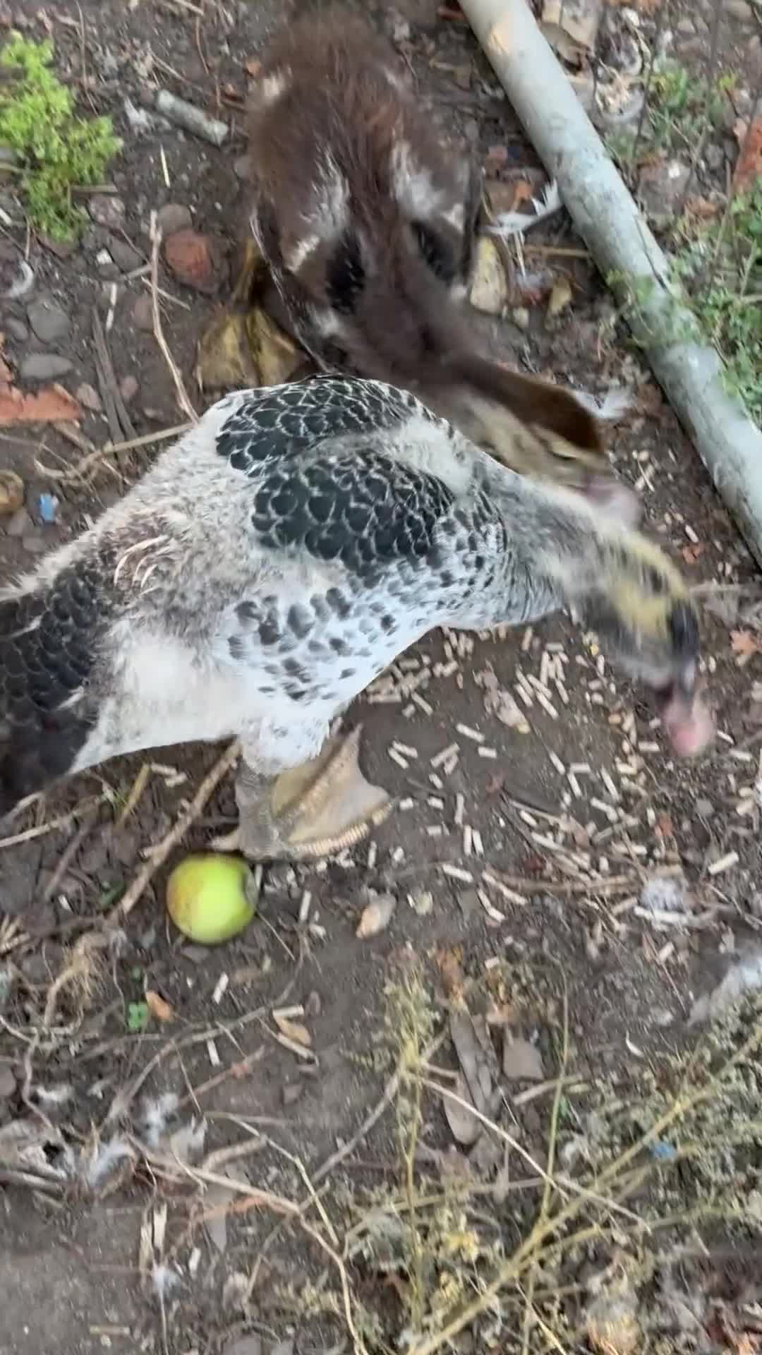 Mixed Breed poultry for sale: 3 hen with cockerel and some Muscovy duck  - Video 1
