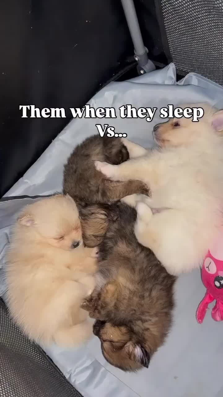 Pomeranian dogs for sale: 4 beautiful Pomeranian pups for sale! - Video 2