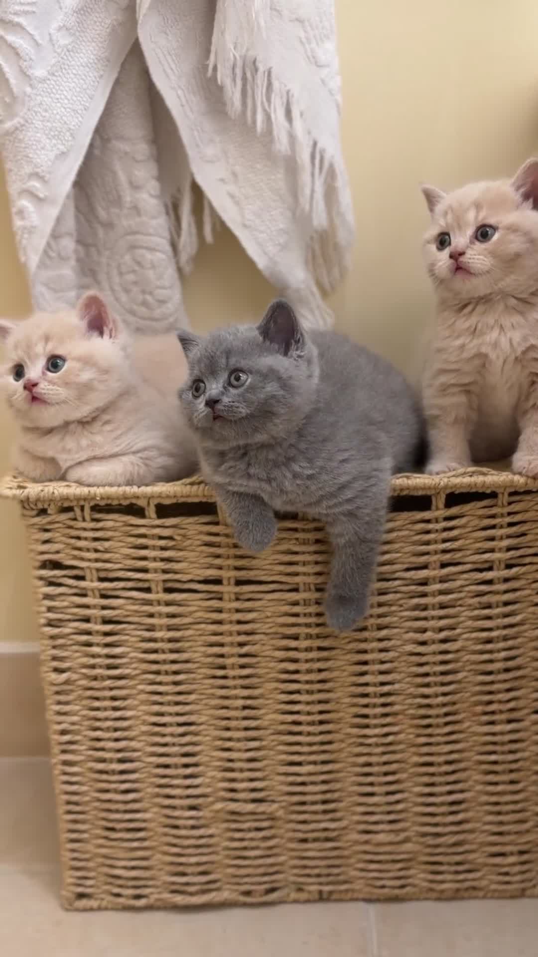 Scottish Fold cats for sale: Last female Scottish fold kittens 🐾 - Video 4