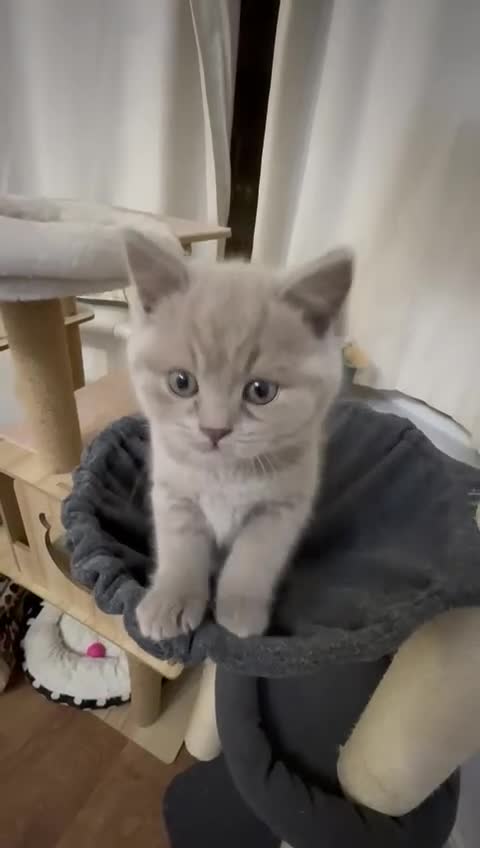 British Shorthair cats for sale: British ShortHair 🐈‍⬛ - Video 1