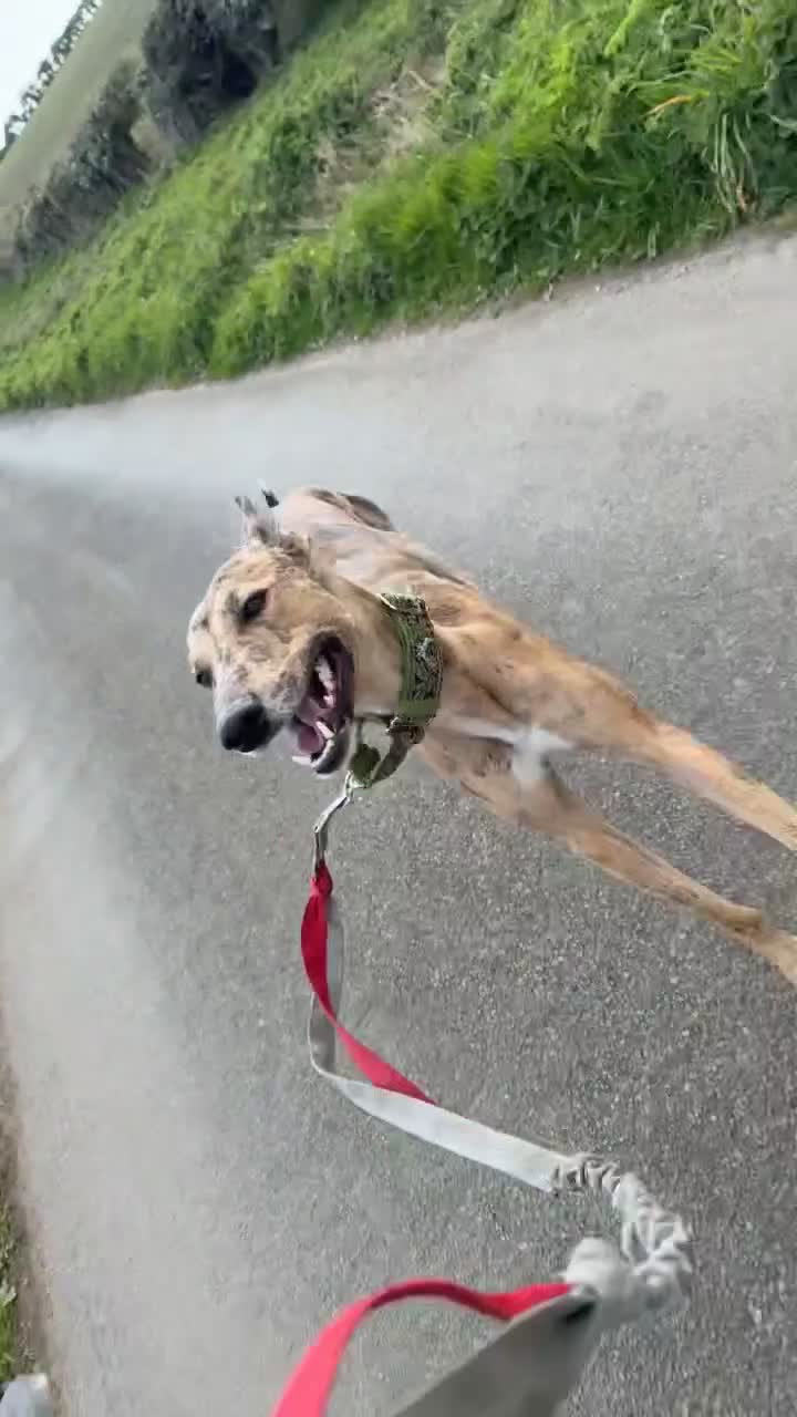 Lurcher dogs for sale: Zoey lurcher  in Hereford - Video 2