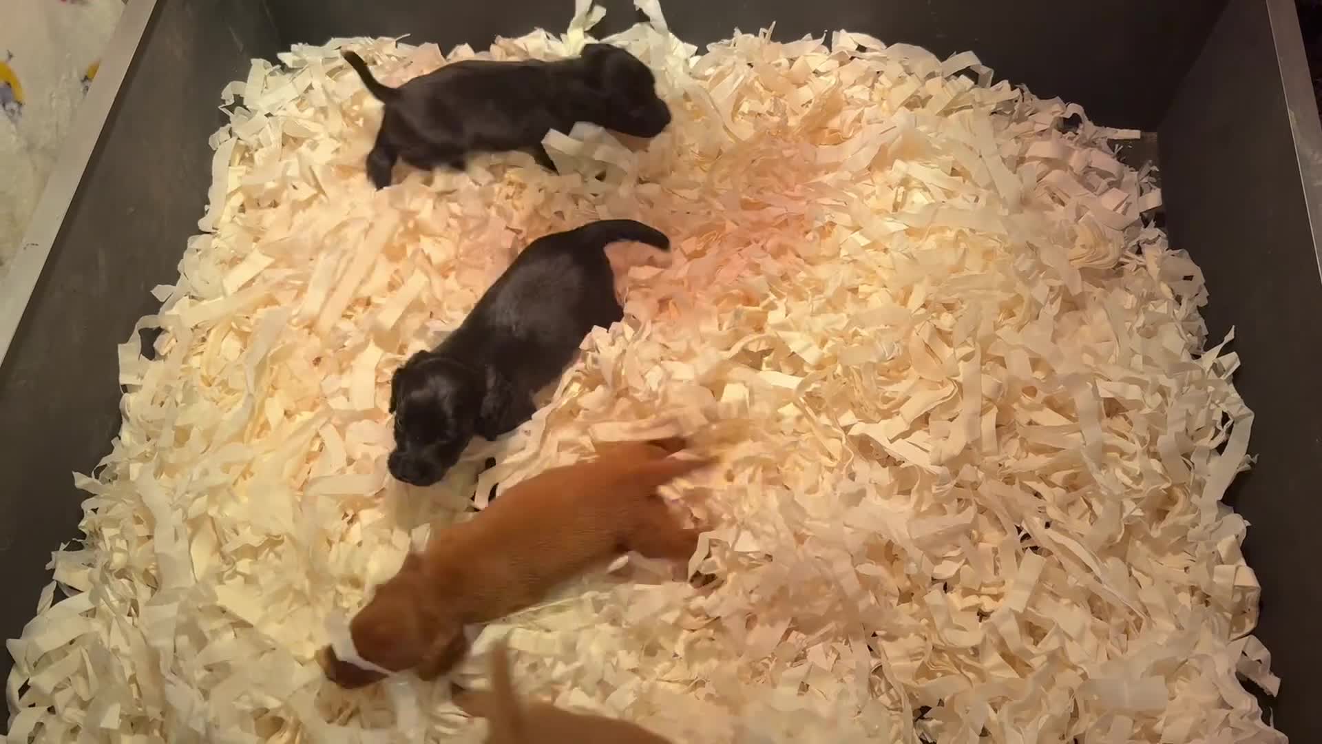 Cocker Spaniel dogs for sale: Working Cockerspaniel Pups  - Video 1