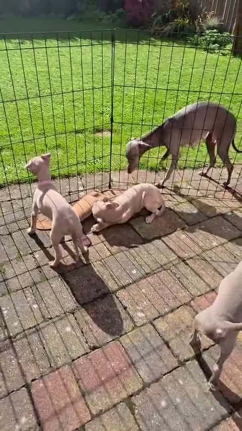Italian Greyhound dogs for sale: 💙 beautiful blue boy looking for his forever home - Video 1