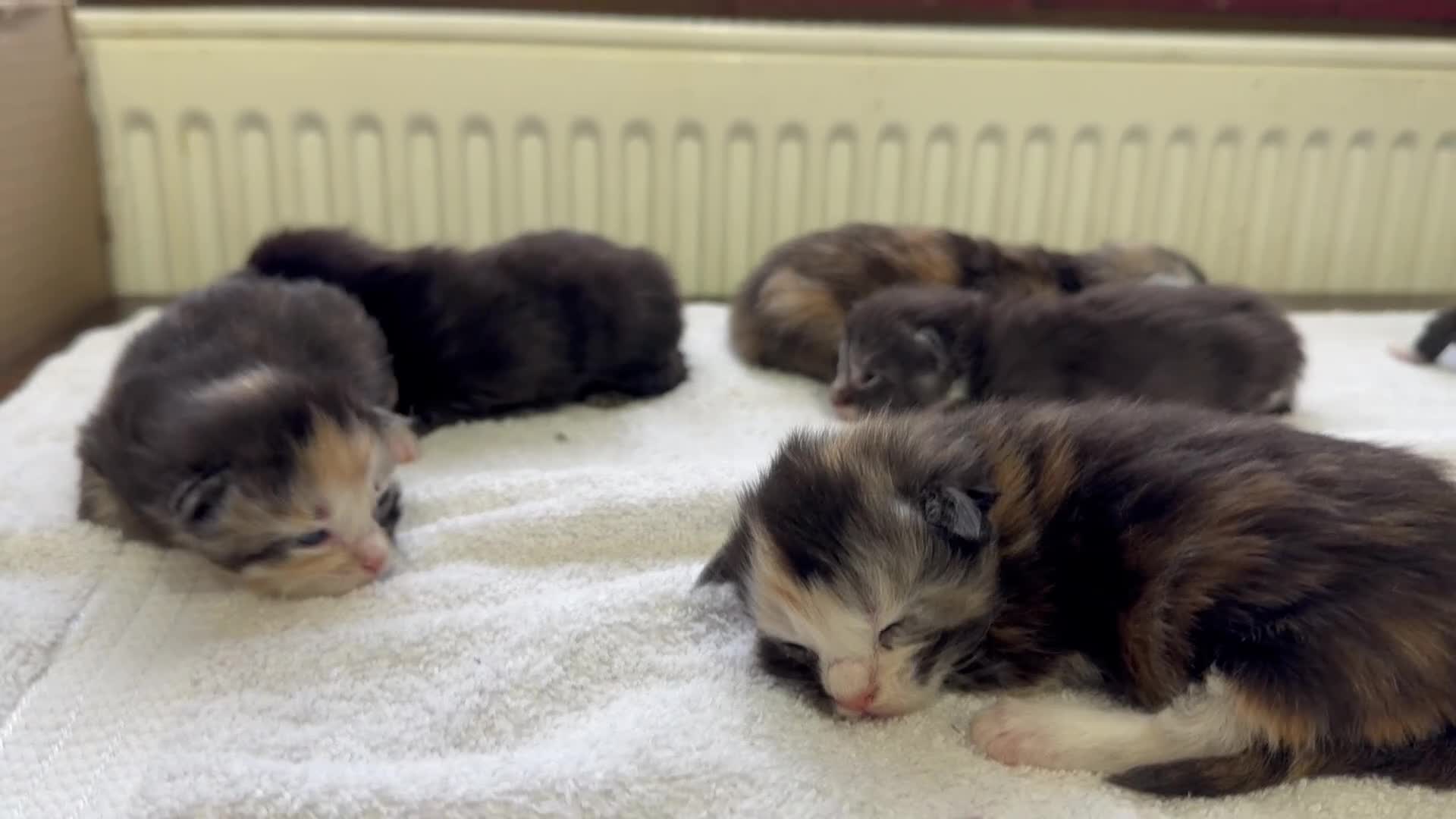 Maine Coon cats for sale: PEDIGREE MAINE COON KITTENS 3 boys/3girls - Video 2