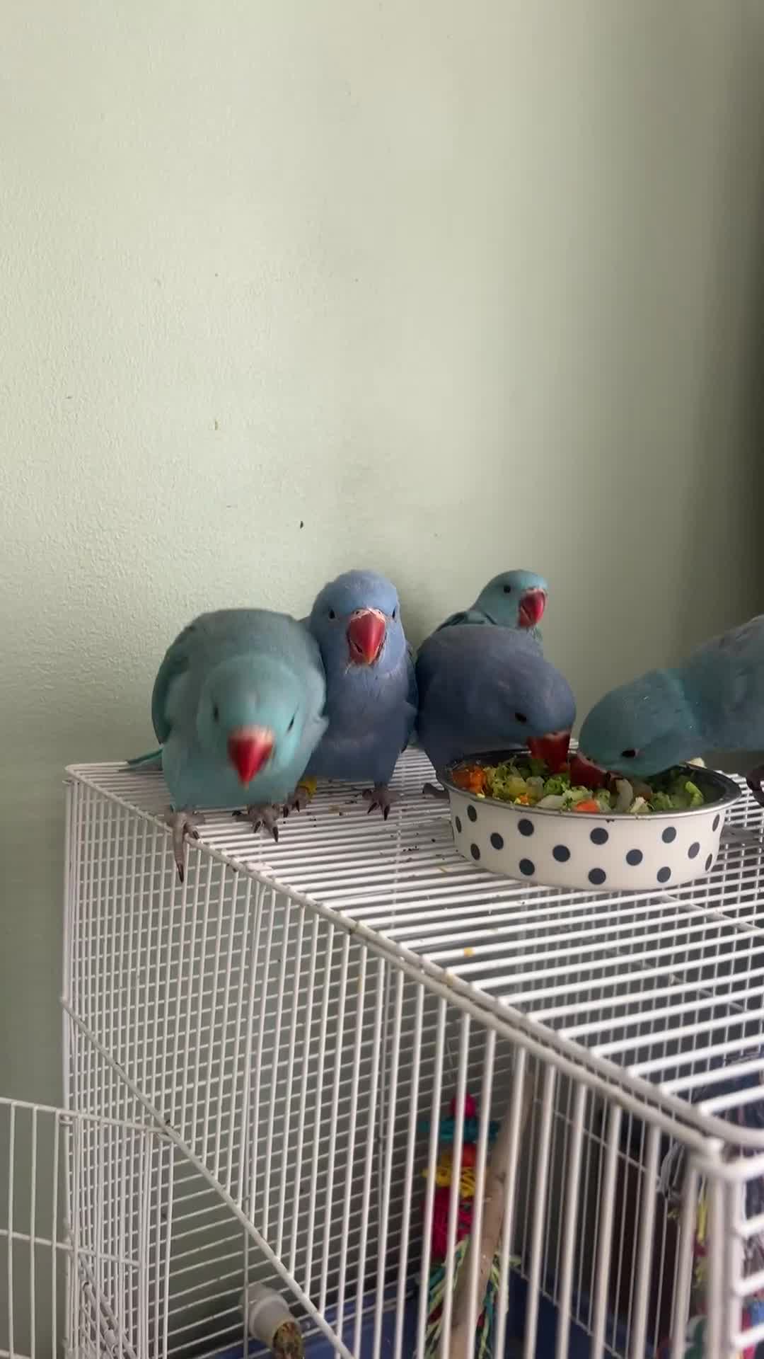 Ringnecks birds for sale: 2 beautiful indian ringneck babies left in London - Video 1