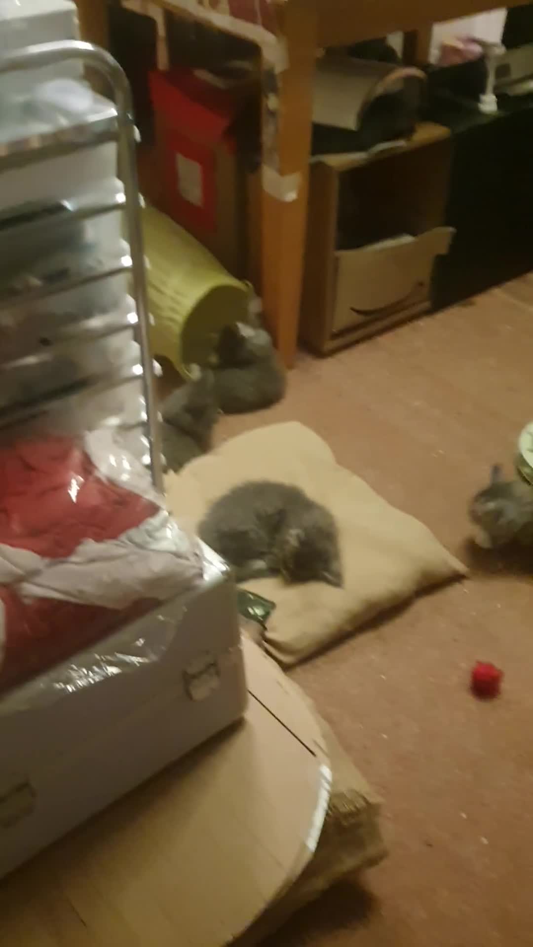 Maine Coon cats for sale: Beautifall Maine coon kittens - Video 1