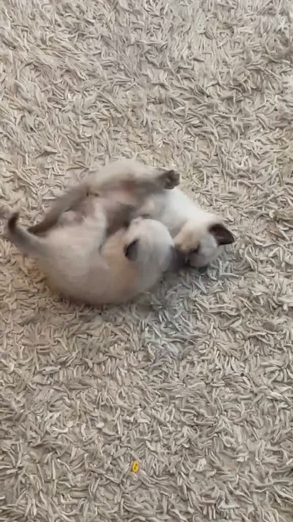 Siamese cats for sale: Siamese x maincoon - Video 1