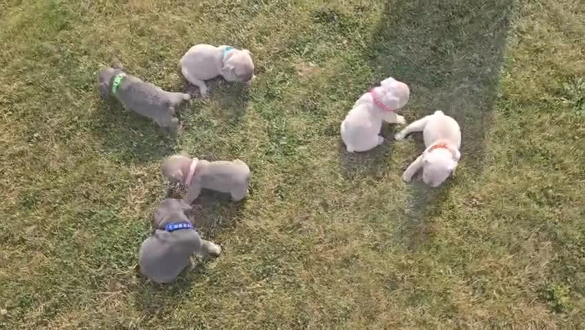 French Bulldog dogs for sale:  French bulldogs looking for their forever home in Lincoln - Video 4