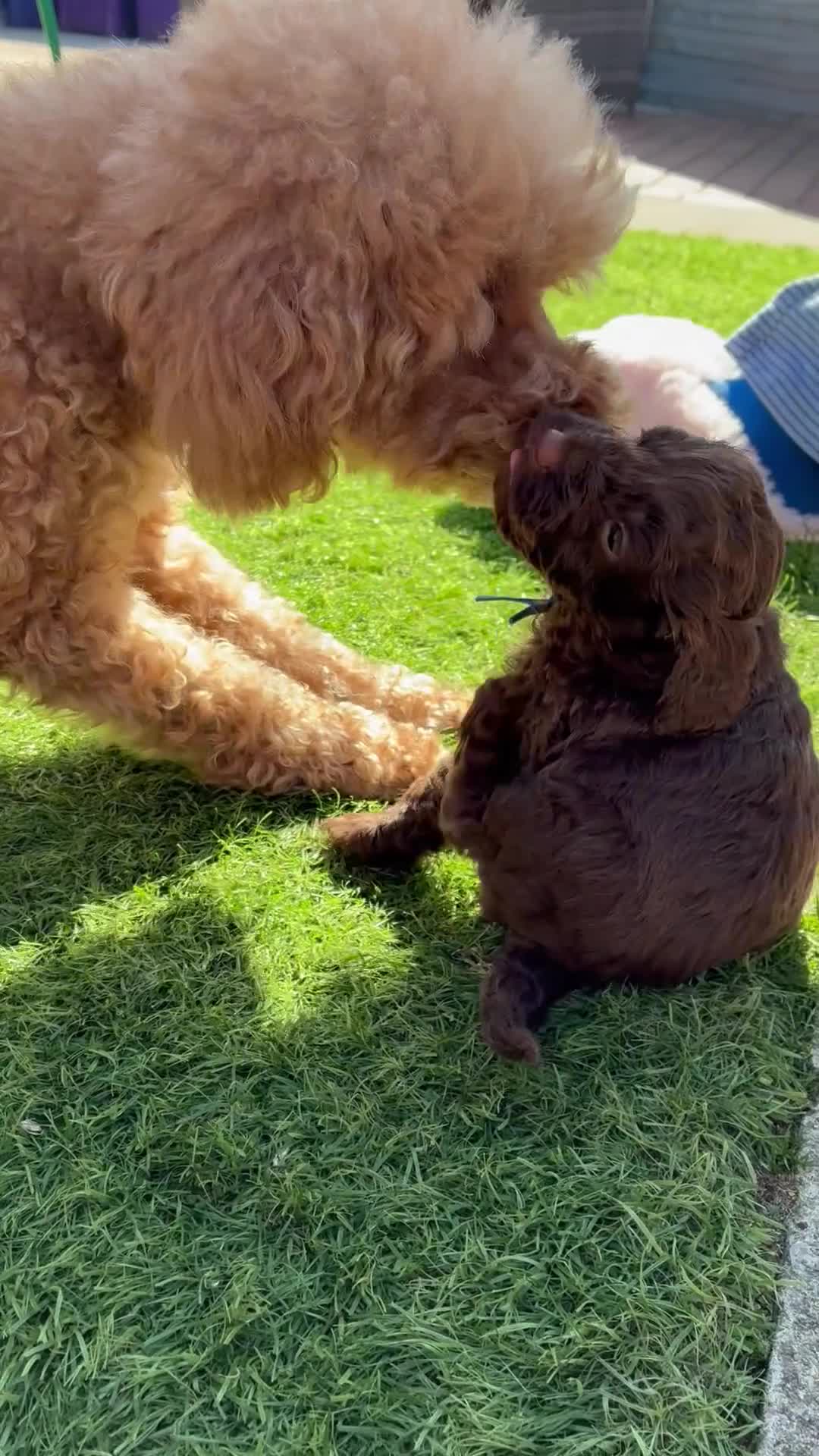 Cockapoo dogs for sale: 3 Female Gorgeous Cockapoos in Liverpool - Video 1