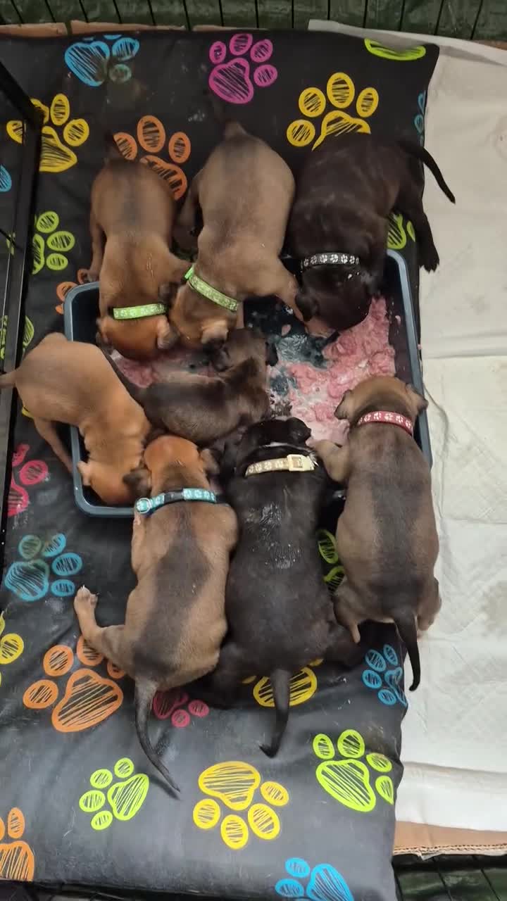 American Bull Staffy dogs for sale: Staffy x litter of 16 some have goneplease inquire - Video 2